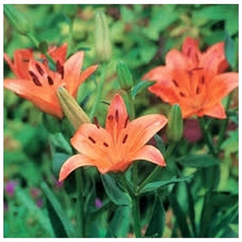 LILLIUM ASIFLORUM ORANGE/RED FLOWER BULBS 5PK