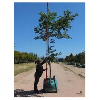 SINENSIS CELTIS HACKBERRY CHINESE TREE PLANT 75L