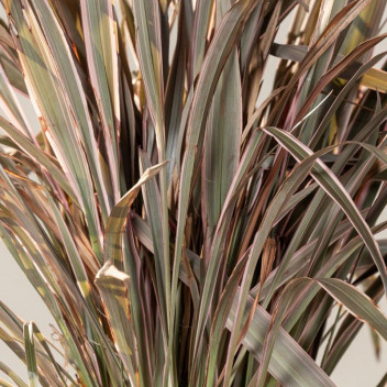 PHORMIUM NEW ZEALAND FLAX SHRUB ASSORTED 15ï¿½17CM