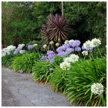 AGAPANTHUS WHITE PIXIE SHRUB 17CM