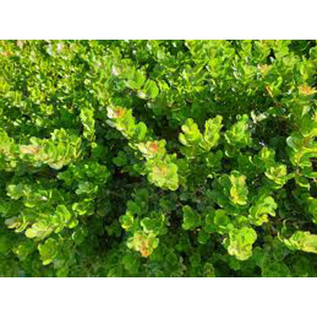 PLANT SHRUB SEARSIA RHUS CRENATA DUNE CROW BERRY 17CM POT