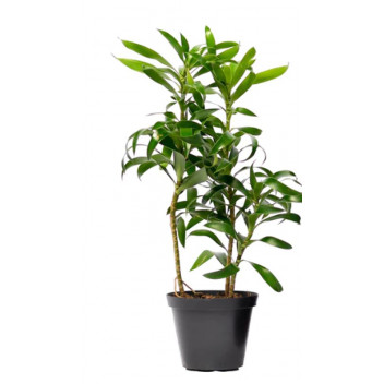 PLANT INDOOR FOLIAGE DRACAENA ASSORTED 14CM