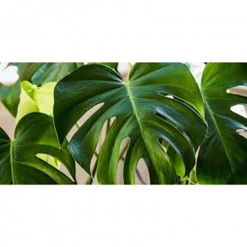 MONSTERA DELICIOUSA FOLIAGE INDOOR PLANT 20CM POT