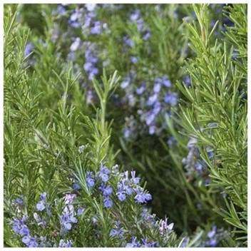 ROSEMARY BARBEQUE/TUSCAN BLUE HERB PLANT 17CM