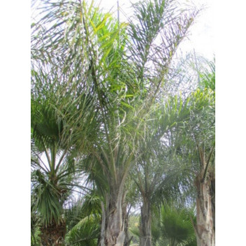 PHOENIX RECLINATA WILD DATE PALM PLANT N5