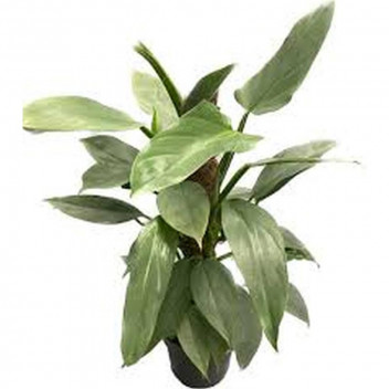 PLANT INDOOR FOLIAGE PHILODENDRON HOPE 21CM