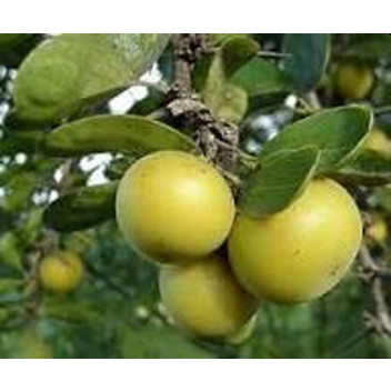 SHRUB DOVYALIS CAFFRA KEI APPLE STAKED PLANT 21CM