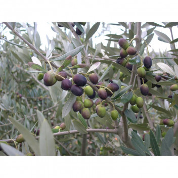 FRANTOIO OLIVE FRUIT PLANT 50L