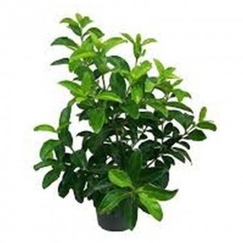 PLANT SHRUB VIBURNUM TINUS COMPACTA 9L