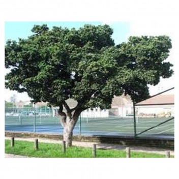 SYZIGIUM CORDATUM WATER BERRY TREE PLANT 20L