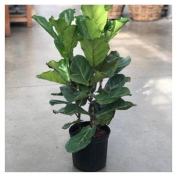 FIDDLE LEAF FIG FICUS LYRATA FOLIAGE INDOOR PLANT 3PIECE 35CM