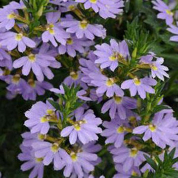 PLANT GROUND COVER STACHYS LAMBS EAR 17CM