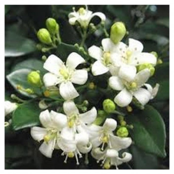 MURRAYA EXOTICA ORANGE MOCK SHRUB PLANT 17CM