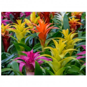 BROMELIA AECHMEA FLOWER OUTDOOR PLANT 19CM