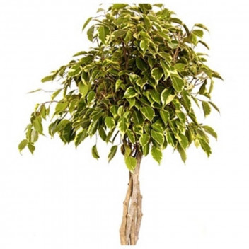 LOLLY HAWAII FICUS FOLIAGE INDOOR PLANT 20L