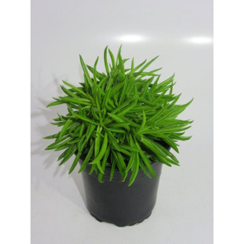 PEPEROMOIDES PILEA INDOOR FOLIAGE 12CM