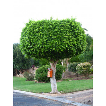 PLANT TREE BONSAI FICUS BURTT DAVIDII IN BLACK BAG
