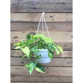 PLANT IND FOLIAGE PHILODENDRON SCANDENS 16CM H/B