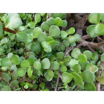 STANDARD PORTULACARIA AFRA SUCCULENT PLANT 12L 800MM