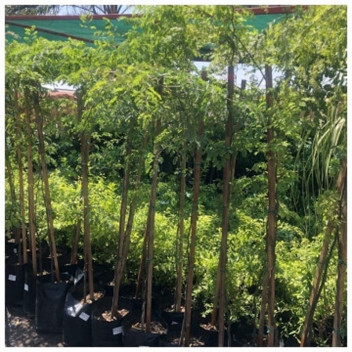 CAESALPINIA FERREA LEOPARD TREE PLANT 20L