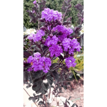 PLANT SHRUB PRIDE OF INDIA LAGERSTROEMIA PURE WHITE 19CM