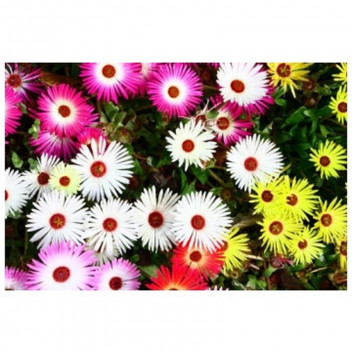 PLANT SUCCULENT VYGIE LAMPRANTHUS ASSORT