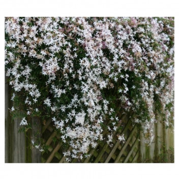 CHINESE JASMINE CLIMBER JASMINUM POLYANTHUM 21CM STAKED