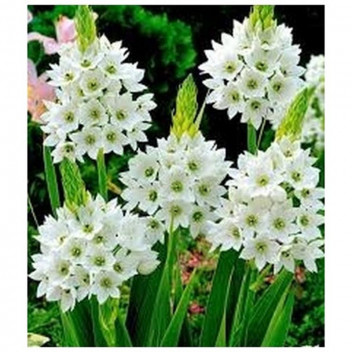 AMARYLLIS ASSORTED FLOWER BULB OUTDOOR PLANT 15CM