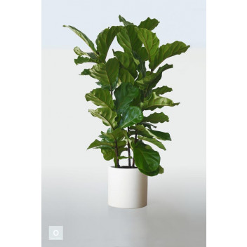 LYRATA FICUS FIG LEAF FIDDLE FOLIAGE INDOOR PLANT 23CM 3PIECES