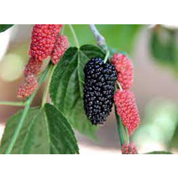 ALATA WILD PEPPER TREE PLANT 20L