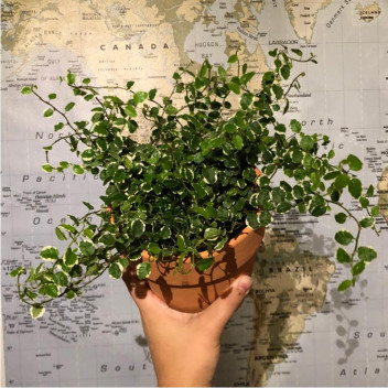 PLANT INDOOR FOLIAGE FICUS BENJAMINA STD 9L