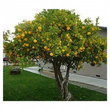 ASSORTED LEMON CITRUS FRUIT PLANT 18L