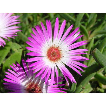 ASSORTED SUCCULENT 10 PACK