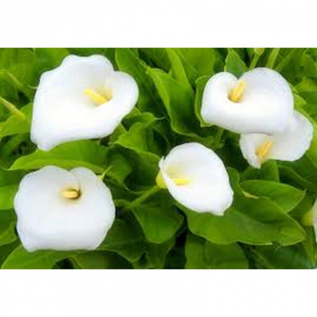 ZANTHEDESCHIA SHRUB PLANT 14CM POT