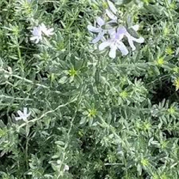 WESTRINGIA WHITE (AUS ROSEMARY) SHRUB PLANT 21CM POT