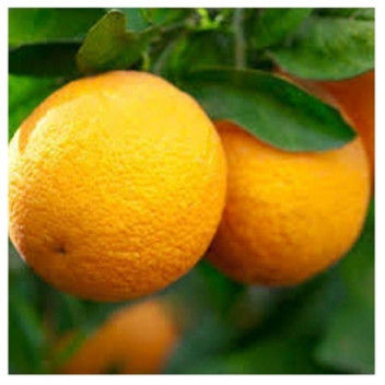 NULES CLEMINTINE NAARTJIE CITRUS FRUIT PLANT 9L