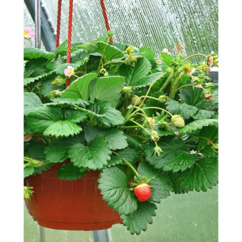 ASSORTED STRAWBERRY FRUIT PLANT 15CM