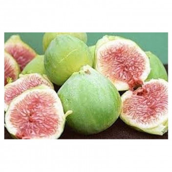 FIG FRUIT PLANT ASSORTED 20L