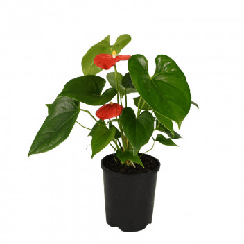 ANTHURIUM RED INDOOR FLOWER PLANT 14CM