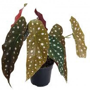 PLANT INDOOR FOLIAGE DRACAENA MULTI STEM XL (SAKKIE)