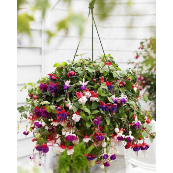 FUCHSIA FLOWER PLANT 14CM