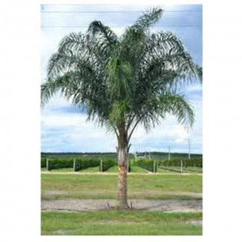 LIQUIDAMBER SWEET GUM TREE PLANT 100L