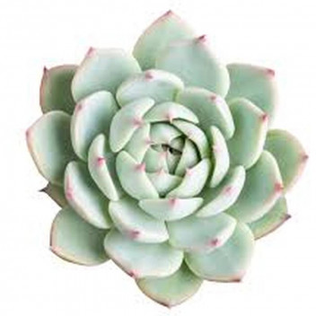 ECHEVERIA SUCCULENT PLANT 10CM