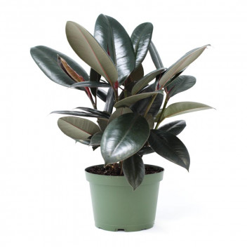 PLANT INDOOR FOLIAGE FICUS ELASTICA BURGANDY (3IN1) 9L