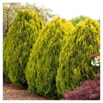 PLANT SHRUB JUNIPERUS BONSAI 12CM