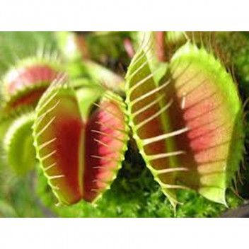 VENUS FLY TRAP FOLIAGE INDOOR PLANT 10CM