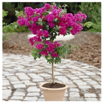 BOUGAINVILLEA PRETTY PINKS ASSORTED CLIMBER PLANT 17CM