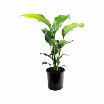 PLANT IND FLOWER SPATHIPHYLLUM 16.5CM