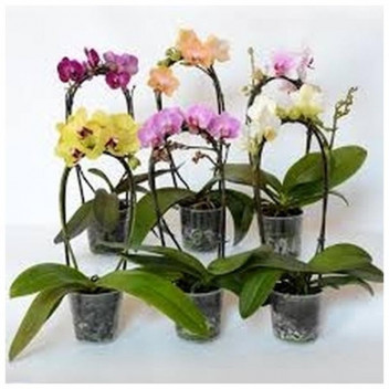 PHILAENOPSIS MINI 2STEM INDOOR FLOWER POT PLANT 9CM