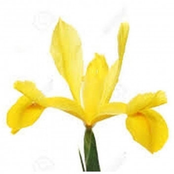 YELLOW DUTCH IRIS 25PACK